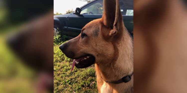 Man Missing His Dog While at the Club Is Far Too Relatable – Yahoo