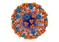 Respiratory syncytial virus (RSV) tied to heart problems – Harvard Health