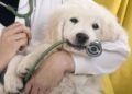 A Look Behind Routine Checkups with Our Animal Health Team – New England Aquarium
