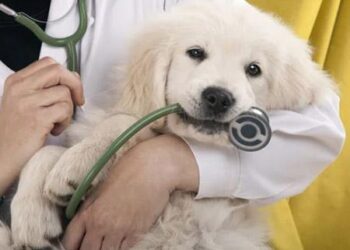 A Look Behind Routine Checkups with Our Animal Health Team – New England Aquarium