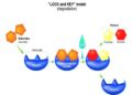 Proteases in intestinal health and disease – Nature