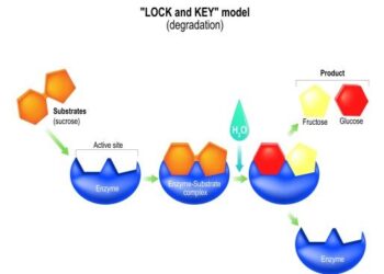 Proteases in intestinal health and disease – Nature