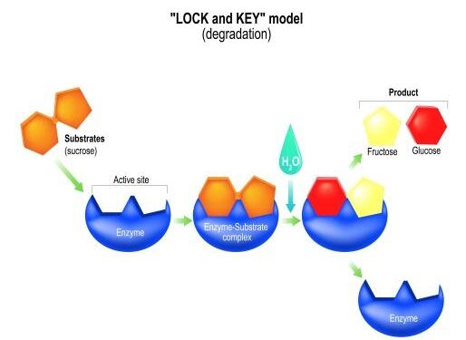 Proteases in intestinal health and disease – Nature