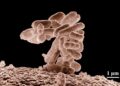 Escherichia coli with a 57-codon genetic code – Science | AAAS
