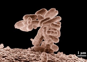 Escherichia coli with a 57-codon genetic code – Science | AAAS