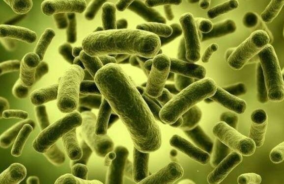 Fusobacterium nucleatum : ecology, pathogenesis and clinical implications – Nature