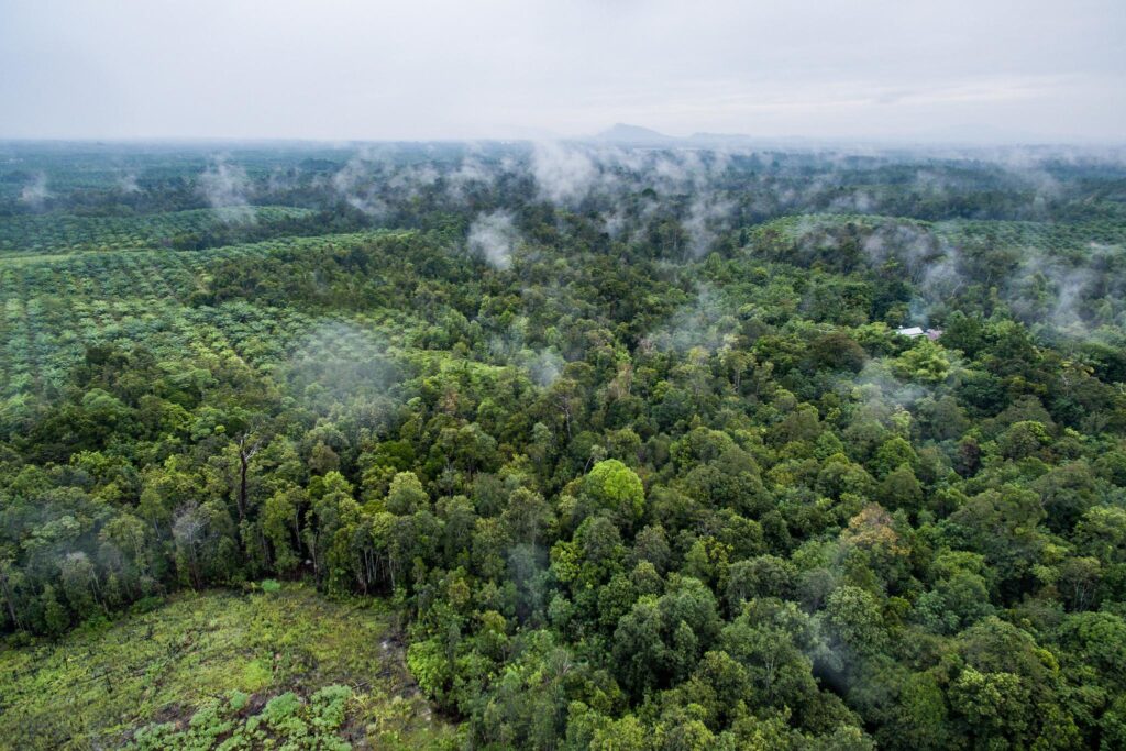 Forest cover enhances pest control by birds and bats independently of vineyard management intensity – besjournals