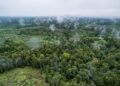 Forest cover enhances pest control by birds and bats independently of vineyard management intensity – besjournals