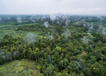 Forest cover enhances pest control by birds and bats independently of vineyard management intensity – besjournals