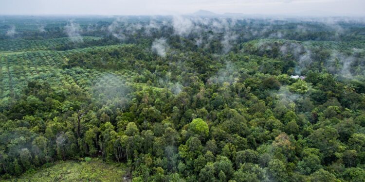 Forest cover enhances pest control by birds and bats independently of vineyard management intensity – besjournals