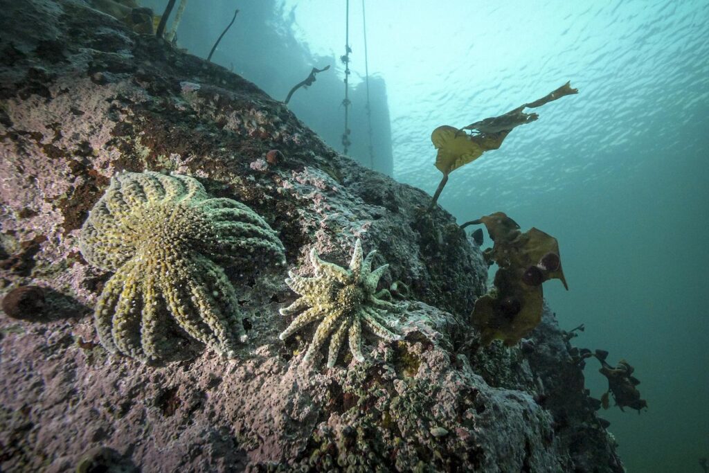 Vibrio pectenicida strain FHCF-3 is a causative agent of sea star wasting disease – Nature