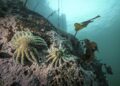 Vibrio pectenicida strain FHCF-3 is a causative agent of sea star wasting disease – Nature