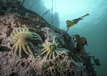 Vibrio pectenicida strain FHCF-3 is a causative agent of sea star wasting disease – Nature
