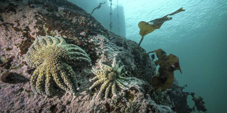 Vibrio pectenicida strain FHCF-3 is a causative agent of sea star wasting disease – Nature