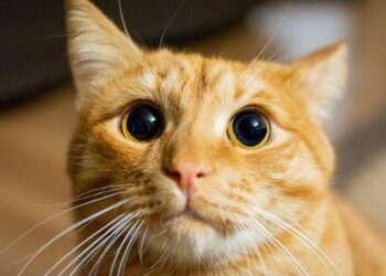 Orange Cat Celebrates Halloween by Putting Candy Corn in Her Water Bowl – Yahoo