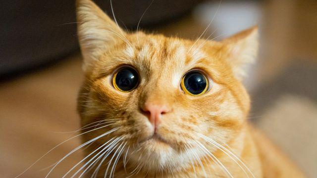 Orange Cat Celebrates Halloween by Putting Candy Corn in Her Water Bowl – Yahoo