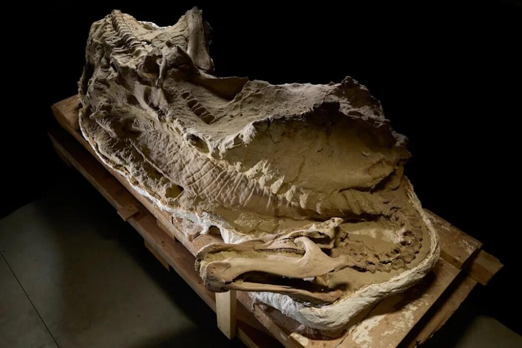 Rare dinosaur mummies help scientists recreate their prehistoric lives – ABC News – Breaking News, Latest News and Videos
