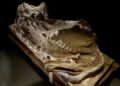 Rare dinosaur mummies help scientists recreate their prehistoric lives – ABC News – Breaking News, Latest News and Videos