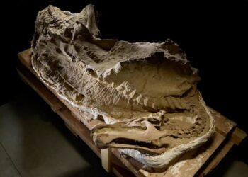 Rare dinosaur mummies help scientists recreate their prehistoric lives – ABC News – Breaking News, Latest News and Videos