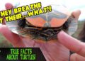 Scientists Are One Step Closer to Letting Humans ‘Breathe’ Through Their Butts – Yahoo