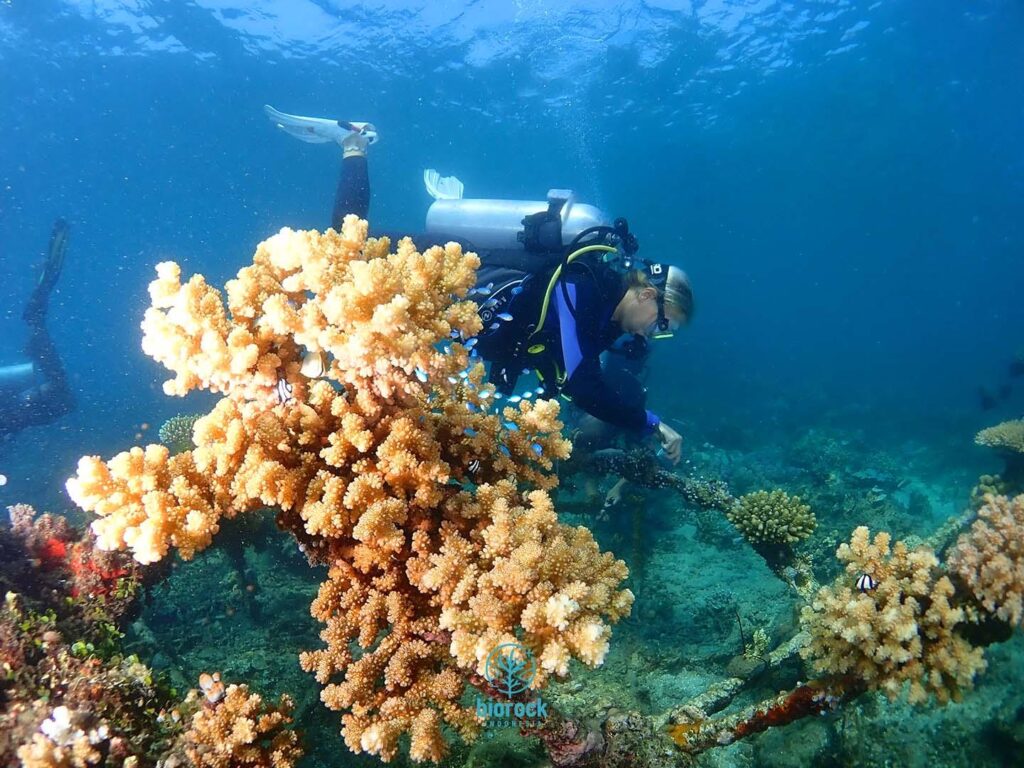Nutritional supplements boost baby coral survival – EurekAlert!