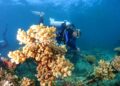 Nutritional supplements boost baby coral survival – EurekAlert!