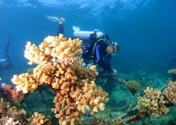 Nutritional supplements boost baby coral survival – EurekAlert!