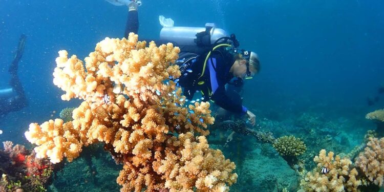Nutritional supplements boost baby coral survival – EurekAlert!