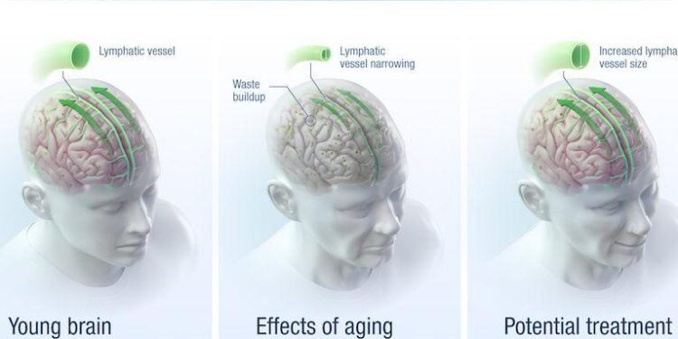 Scientists reversed brain aging and memory loss in mice – Science Daily