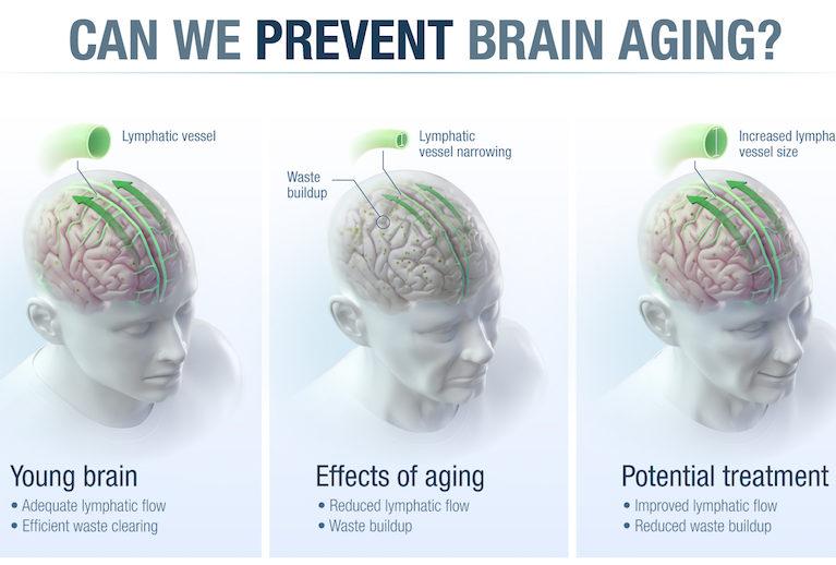 Scientists reversed brain aging and memory loss in mice – Science Daily