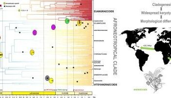 Rapid radiations underlie most of the known diversity of life – Frontiers