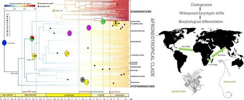 Rapid radiations underlie most of the known diversity of life – Frontiers