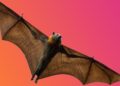 Bats in The US Can Glow Ghostly Green, And Scientists Have No Idea Why – ScienceAlert