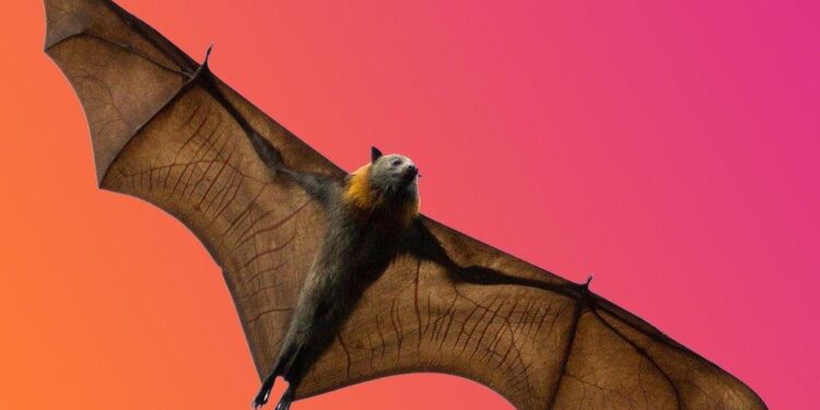 Bats in The US Can Glow Ghostly Green, And Scientists Have No Idea Why – ScienceAlert