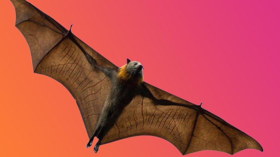 Bats in The US Can Glow Ghostly Green, And Scientists Have No Idea Why – ScienceAlert