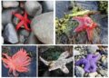 How sea star wasting disease transformed the West Coast’s ecology and economy – The Conversation