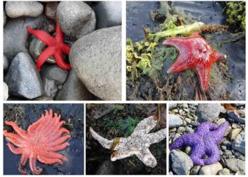 How sea star wasting disease transformed the West Coast’s ecology and economy – The Conversation