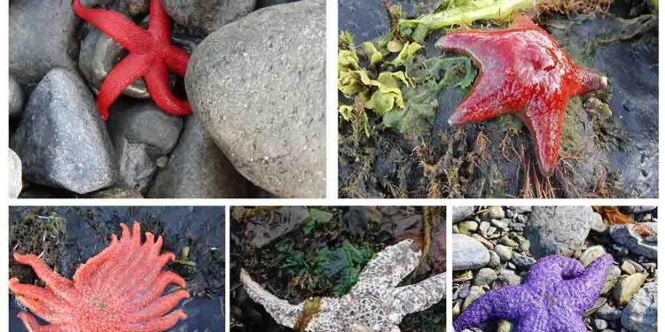 How sea star wasting disease transformed the West Coast’s ecology and economy – The Conversation