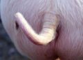 Scientists Just Took a Big Step Toward Letting Humans Breathe Through Their Butts – Men’s Health