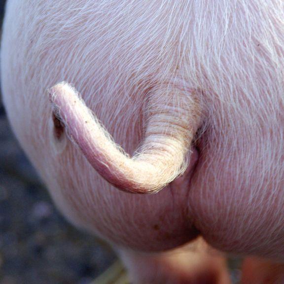 Scientists Just Took a Big Step Toward Letting Humans Breathe Through Their Butts – Men’s Health
