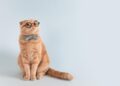 Cat Learning “How To Get a Boyfriend” From Her Mom Is Adorably Hilarious – Yahoo