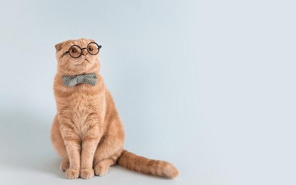 Cat Learning “How To Get a Boyfriend” From Her Mom Is Adorably Hilarious – Yahoo