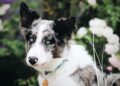 Border Collie Frolicking in the Autumn Leaves in Paris Is Touching Hearts – Yahoo