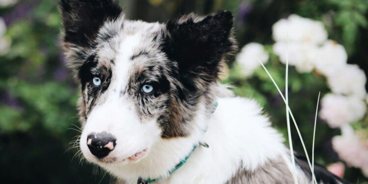 Border Collie Frolicking in the Autumn Leaves in Paris Is Touching Hearts – Yahoo