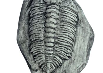 New Fossils Show Dinosaurs Were Thriving Until the Final Asteroid Strike – ZME Science