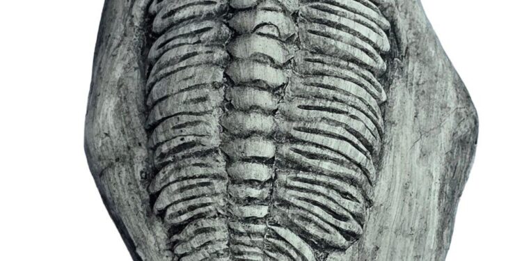 New Fossils Show Dinosaurs Were Thriving Until the Final Asteroid Strike – ZME Science