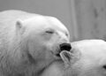 Polar bears act as crucial providers for Arctic species – EurekAlert!