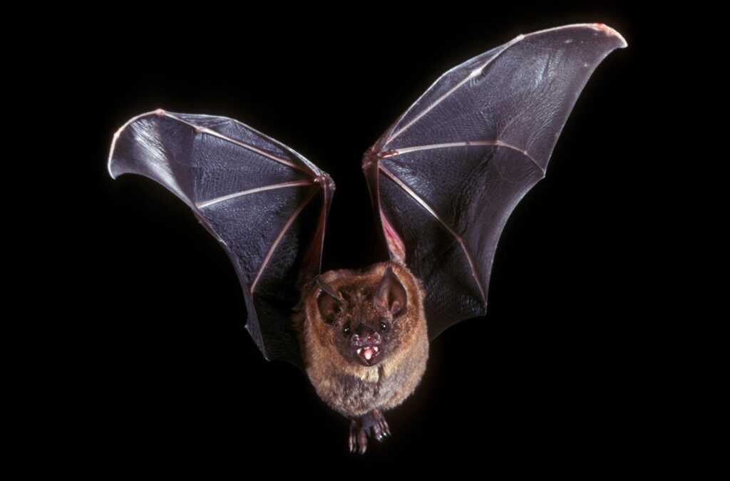 Seven things Halloween and Hollywood get wrong about bats – Inside Ecology