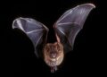 Seven things Halloween and Hollywood get wrong about bats – Inside Ecology