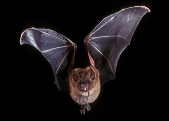 Seven things Halloween and Hollywood get wrong about bats – Inside Ecology